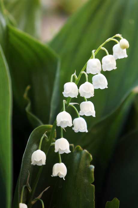 Plant Now: Lily of the Valley – Flaming Petal Blog