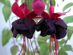 Fuchsia Rohees New Millennium